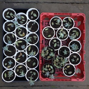 Experiments in Propagating Plants 2016