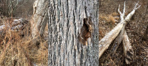 EAB Evidence MTNVILLE Feb 2018